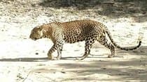 Ella sight seeing&srilanka tours