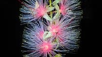 Night Tour in Iriomote: Watch the One-Night Flower “Sagari-bana”