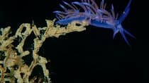 Nima Diving Center, Naxos, Greece