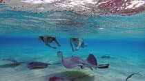 Stingray City, Snorkeling, & StarFish (Eco Tour)