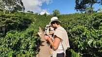 Cocora Valley Tour and Coffee Farms