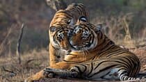 Ranthambore Wildlife Safari Day Trip from Jaipur