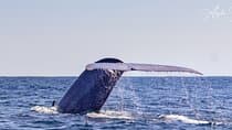 Azores Whale Watching Tour – Ponta Delgada