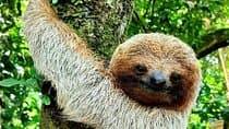 Frogs-Sloths and Coffee- Chocolate Tour