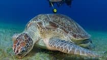 Scuba Diving Experience (10+ Years) AND Free Edited Video