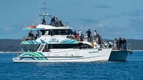 Hervey Bay: Best Value Half Day Whale Watching Cruise