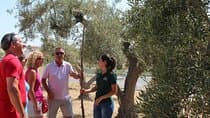 סיור מודרך וטעימת שמן זית באלהאורין אל גרנדה (מאלגה)