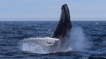2 Hour Award-Winning Whale and Seabird Boat Tour from St. John's