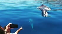 Sesimbra: Daily Dolphin and Whale Watching Boat Expeditions