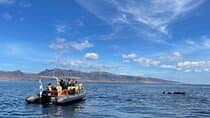 2h Dolphin and Whale Viewing + Snorkeling Tour