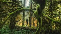 Olympic Full Day Private Tour & Hike