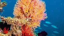 snorkeling באיי מואירון באקמוק