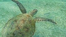 Snorkeling with Turtles in Mirissa