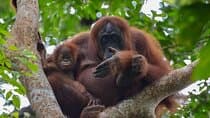 2 Days 1 Night Ethical Jungle Trekking