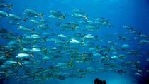 Key Largo Snorkel Tour, Two Locations - Equipment Included!