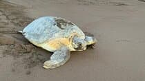 Observation of Turtles in their Natural Habitat in Tortuguero