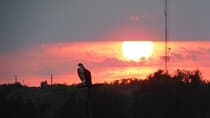 2-Hour Sunset Safari Eco Cruise on the Osprey from Cape May