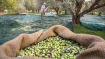 סיור טעמים יומי מלא ומותאם אישית בלפקדה עם איסוף