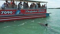 Dolphin Watching/Eco Cruise, John's Pass, Madeira Bch, FL 