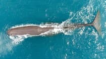 Kaikōura Whale Watching Scenic Flight (40 Minutes)