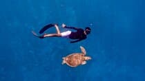 שנ snorkeling עם צב ופסל בגיליס