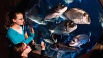 כרטיס כניסה לSEA LIFE ספייר