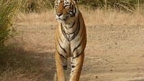 Ranthambore Jeep Safari