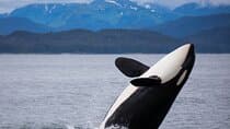 "Catch of the day" Whale-watching, Icy strait point, Hoonah 