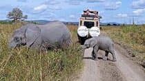 Mikumi Safari Tour: Day Trip Return Flight From Zanzibar