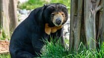 Day Trip Sepilok Orang Utan & Bornean Sun Bear (Flight Excluded)