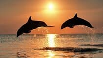 Dolphin Watching & Sunset Boat Tour With Dinner and Drinks 
