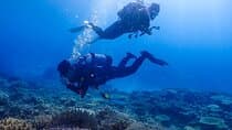 צלילת SCUBA באוקינאווה למגני צלילה מוסמכים (3 צלילות בסירה + ארוחה)