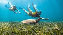 5-in-1 Cancun Snorkeling: Turtles, Reef, Musa, Shipwreck, Cenote