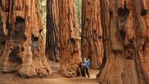 Sequoia National Park Small Group Tour from Three Rivers.
