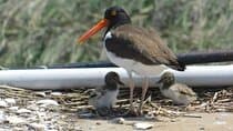 Wetlands Safari Eco-Cruise in Cape May (Osprey Birding By Boat)