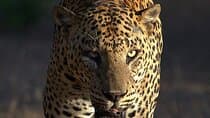 Yala safari Tours Morning /Afternoon /Fullday 