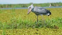 1/2 Mabamba Swamp Shoebill Tour 