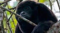 Day Trip Churute Howler Monkey Observation and Chocolate Making