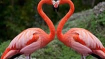 Half Day Tour To Lake Nakuru National Park Private From Nakuru