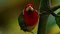 Birdwatching and Hummingbirds Tours in Mindo With transportation.