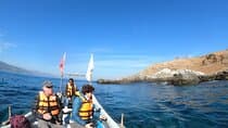 Penguins Watching Navigation Cachagua Island & Lunch From VALPO