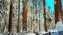 5-Star Rated Sequoia Winter Tour