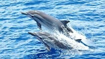 Dolphin House VIP Snorkeling Sea Trip Full Day W / Lunch-Hurghada