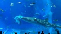 American Village &Okinawa Churaumi Aquarium Tour from Naha|Chatan