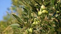 סיור קבוצתי קטן במדינת זית בקראס עם טעימות