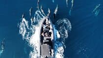 Up Close Dolphin & Whale Watching