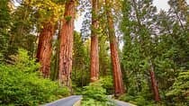Sequoia National Park Private Tour