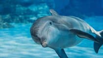 Swim with Dolphins, VIP Snorkeling sea trip with Lunch - Hurghada