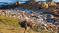 Table Mountain & Cape Point Experience from Cape Town Full Day 