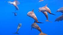 Huatulco Ocean, Bays & Coral Reef Snorkeling Adventures